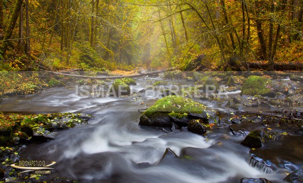 Forest magic - Seasonal