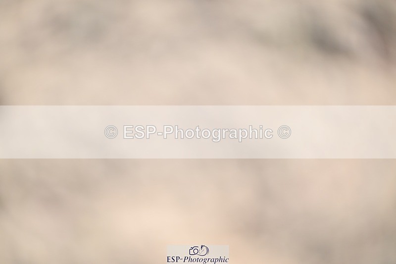 250924-132010-00422 - Cls 4 Newcomers and 1.10m Open