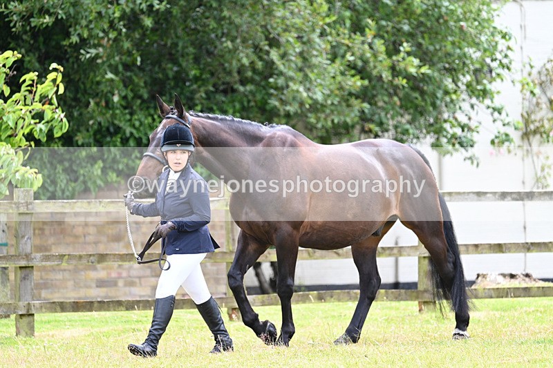 WJ7_6837 - Class 5a Most Handsome Gelding in Hand