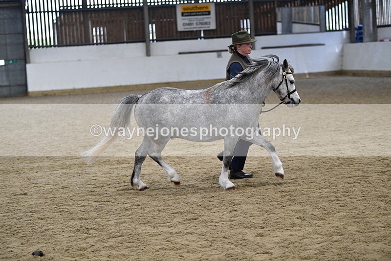 WJ5_5695 - Morning in hand Championship