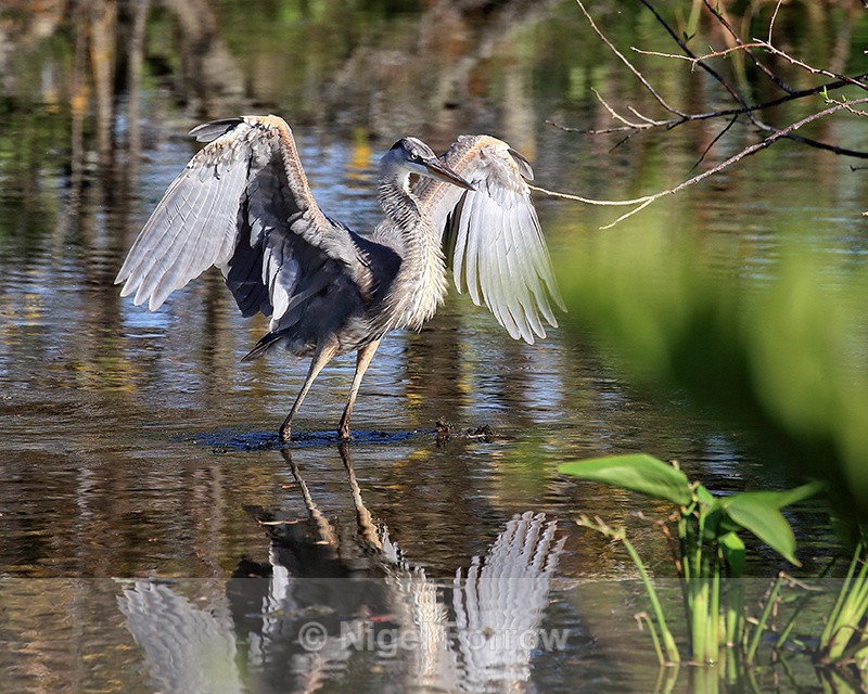 Great Blue Heron in water, Wakodahatchee Wetlands, Florida - Great Blue Heron