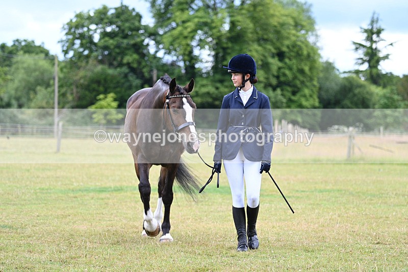 WJ7_6949 - Class 5a Most Handsome Gelding in Hand
