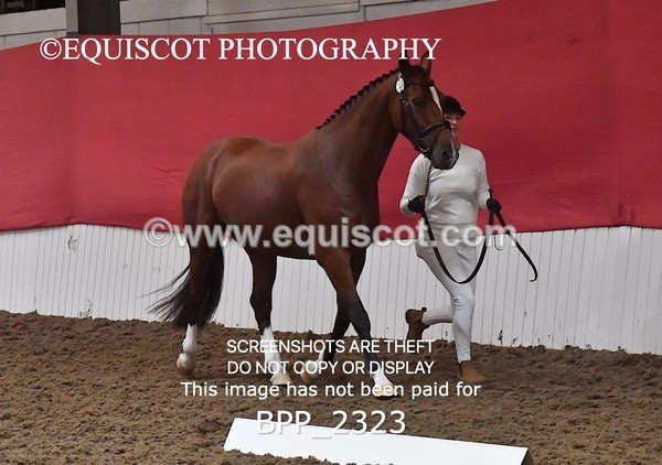 BPP_2323 - AFTERNOON 12.30 - 3.30PM