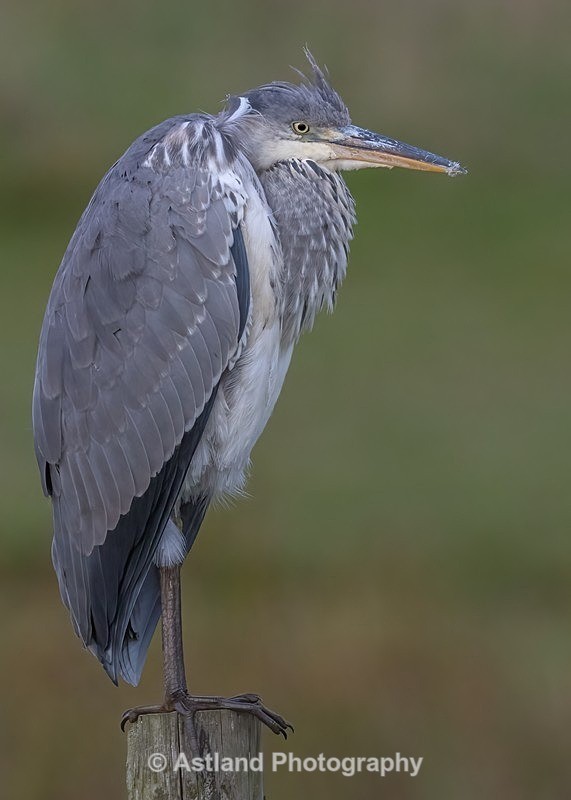 Astland Photography, Bird and Wildlife Images, Susan and Peter Wilson, U.K.