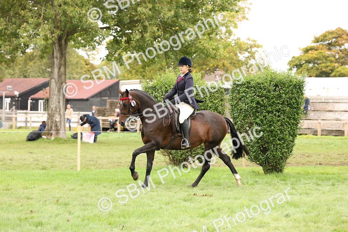 SBM_64242 - S65 - Riding Horse & Hack & Thoroughbred Ridden