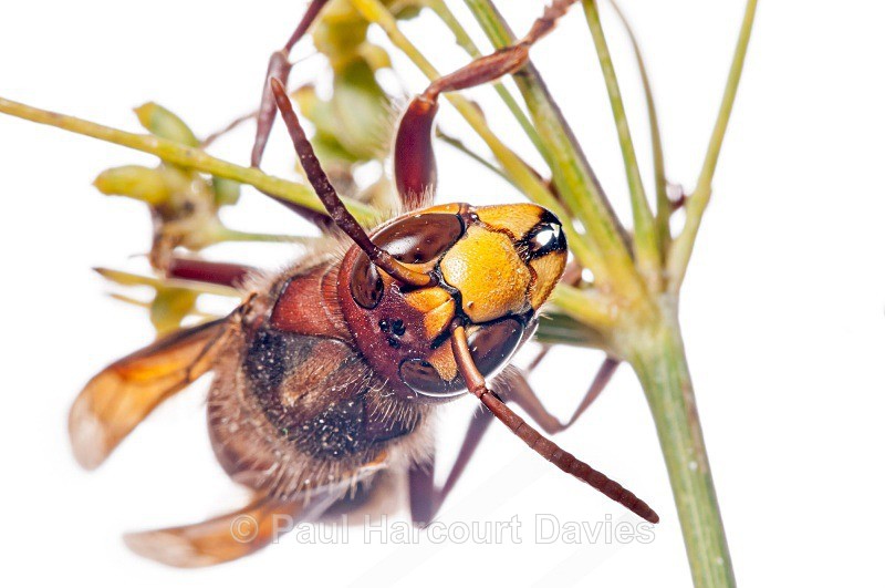 European hornet (Vespa crabro) MYN - Small Creatures - WB