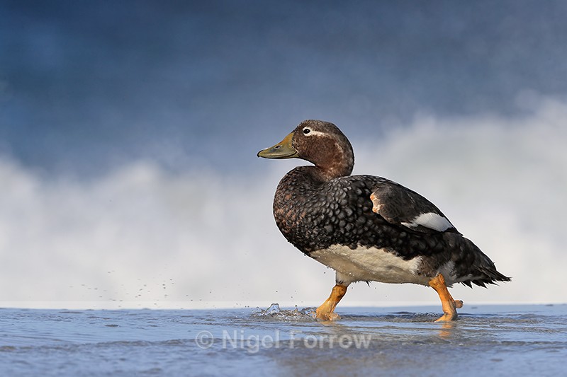 Falkland Steamerduck (female) passing wave, Sea Lion Island - Falkland Flightless Steamerduck