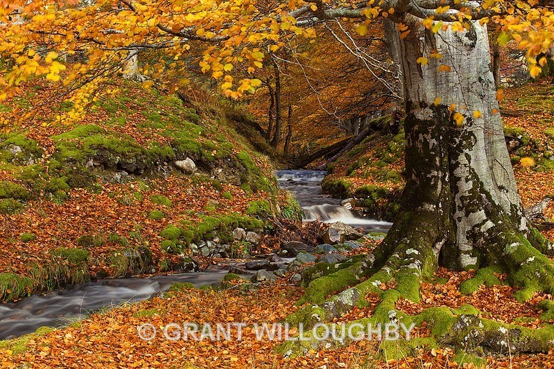 Autumn Gold - Woods Trees Gorges and Waterfalls