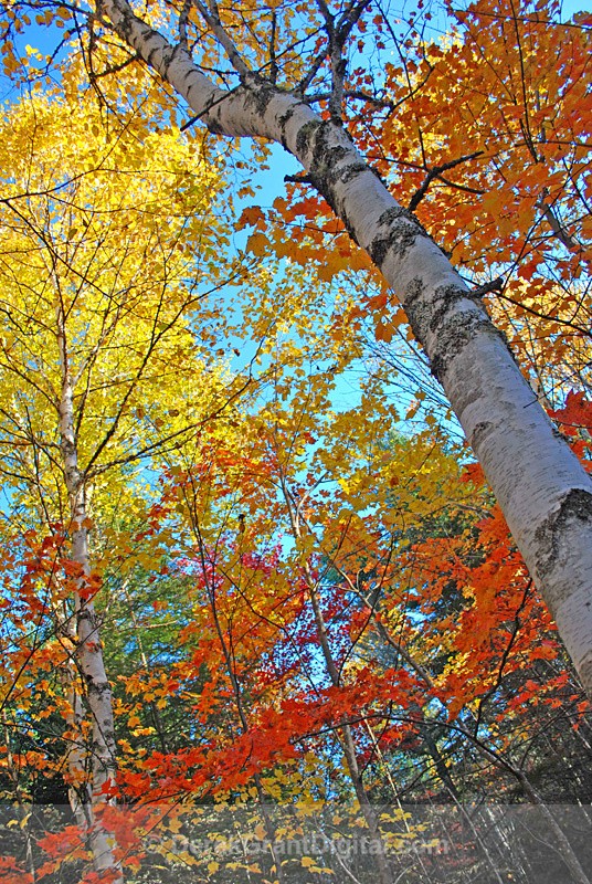 New Brunswick Autumn Foliage - Deciduous Hues - Autumn Foliage