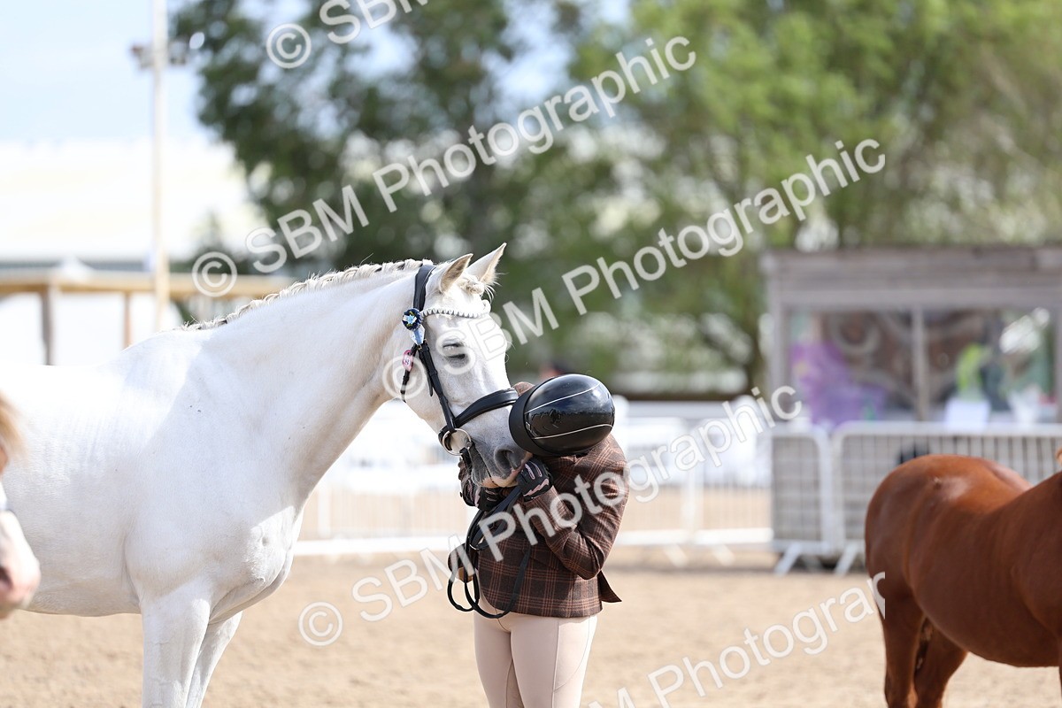 SBM_01886 - Class 18 - Handsomest Gelding - IH or Ridden