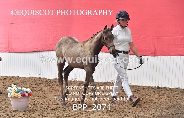 BPP_2074 - AFTERNOON 12.30 - 3.30PM