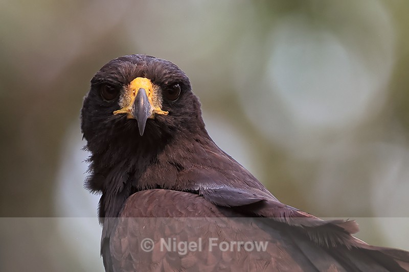 Common Black Hawk close view, Pantanal, Brazil - Common Black Hawk