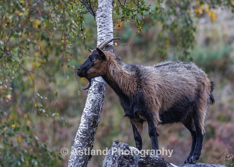 Mountain Goat - Latest Images