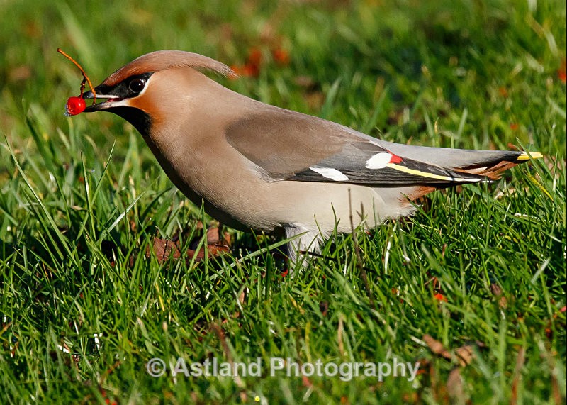 Astland Photography, Bird and Wildlife Images, Susan and Peter Wilson, U.K.
