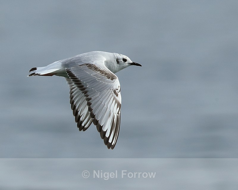 Bonaparte's Gull flying low, Farmoor - Bonaparte's Gull