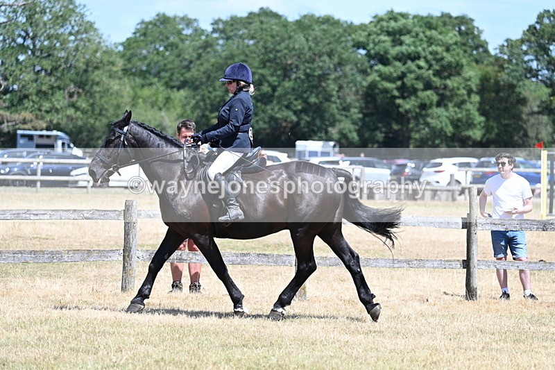 WJ7_2792 - Class 7 Riding Club Show Horse