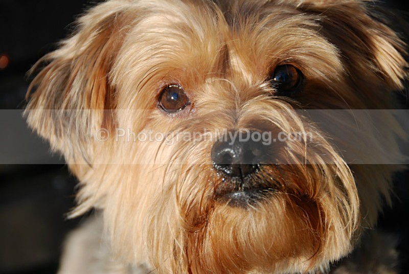  - Yorkshire Terriers