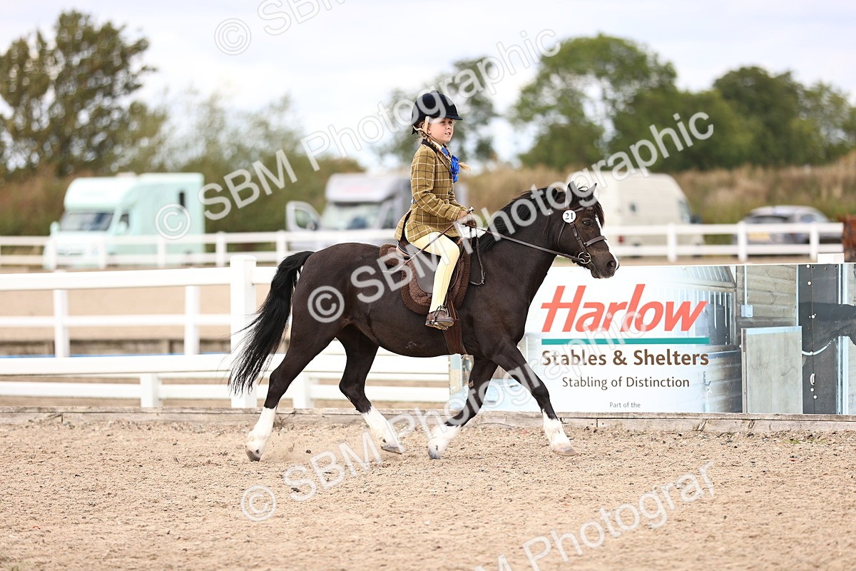 SBM_15941 - Class 416 - Prettiest Mare (IH or Ridden) Jnr