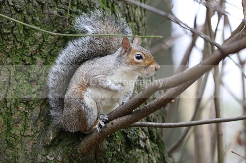 Squirrel - Animals and Birds