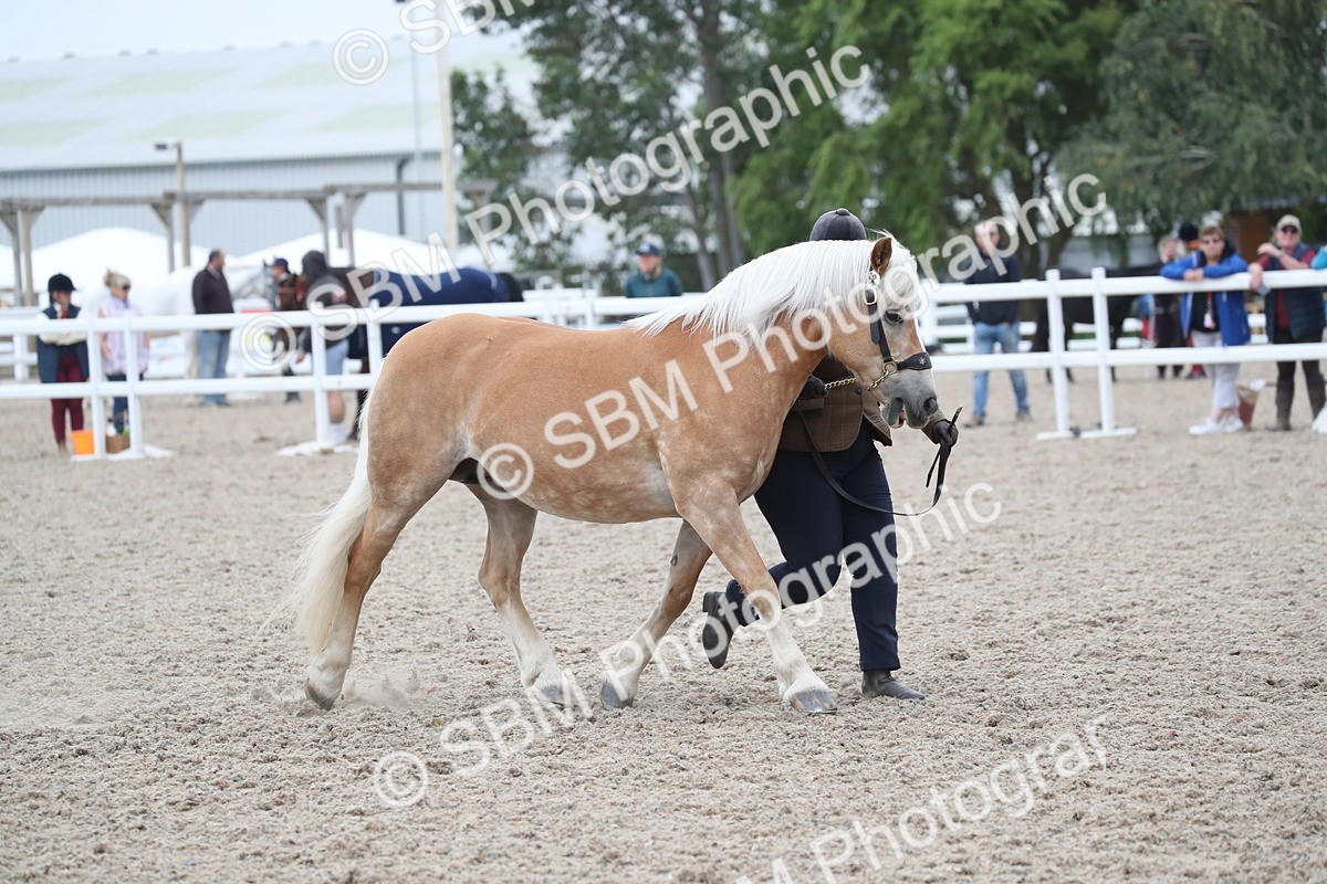 SBM_17985 - Class 317 IH Pure bred Horse/Pony
