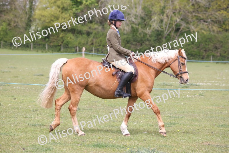 20260426-2900 - Class 33 - Best Pony 14.2hh and Under