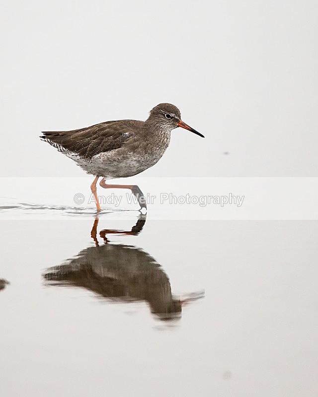 20131001-3K8A6514 - Redshank