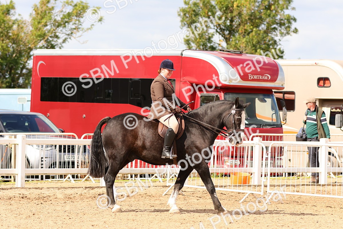 SBM_15473 - Class 214 - Ridden Show Cob