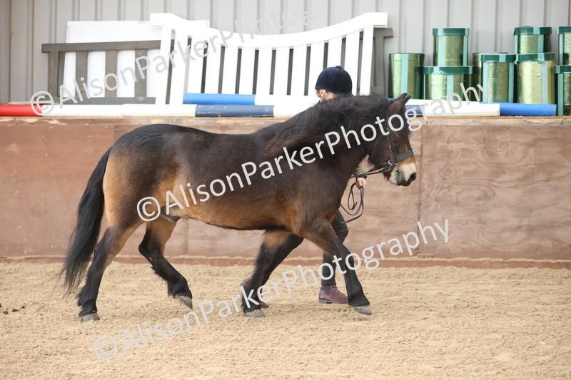 20251109-0690 - Class 22 - Geldings 4 Years and over