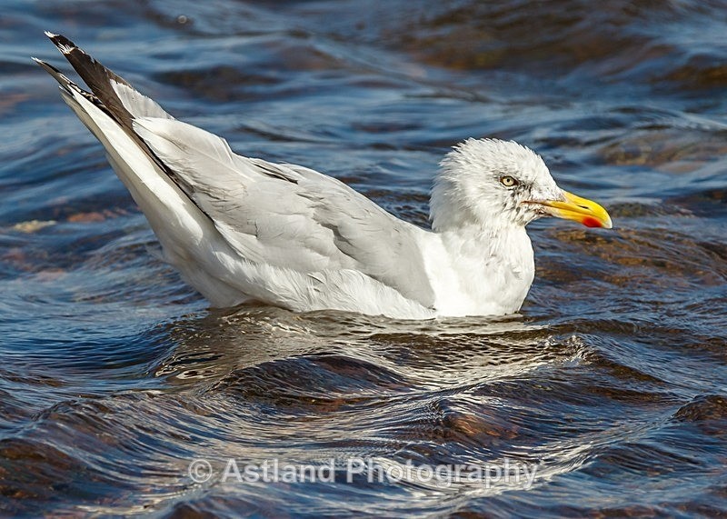 Astland Photography, Bird and Wildlife Images, Susan and Peter Wilson, U.K.