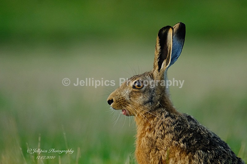  - Wildlife and Nature