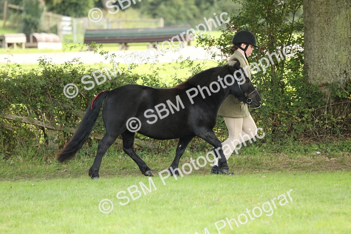 SBM_62729 - S46 - Mountain & Moorland In Hand Small Breeds