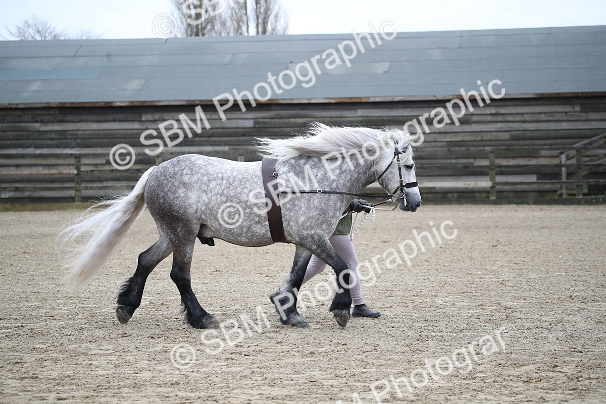 SBM_004066 - Class 1-4 - Young Stock classes Inc. In Hand Championship