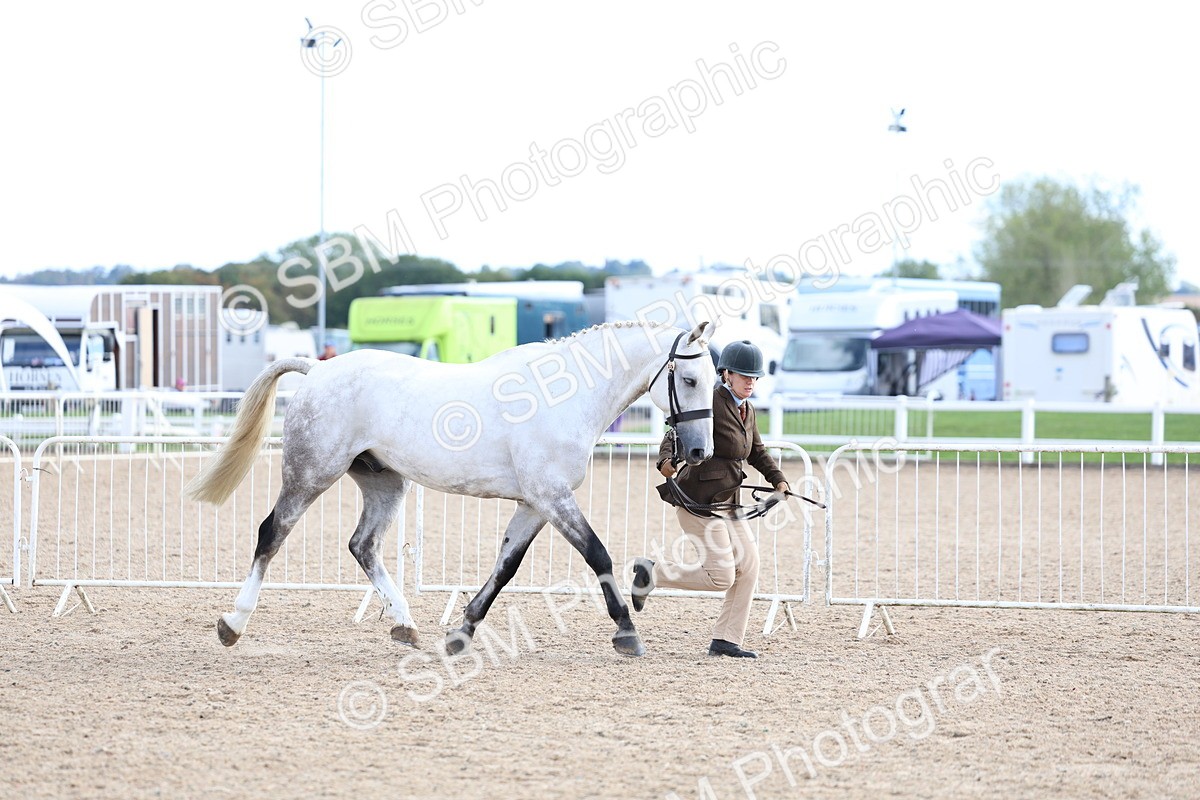 SBM_18688 - Class 317 - IH Pure Bred Horse-Pony