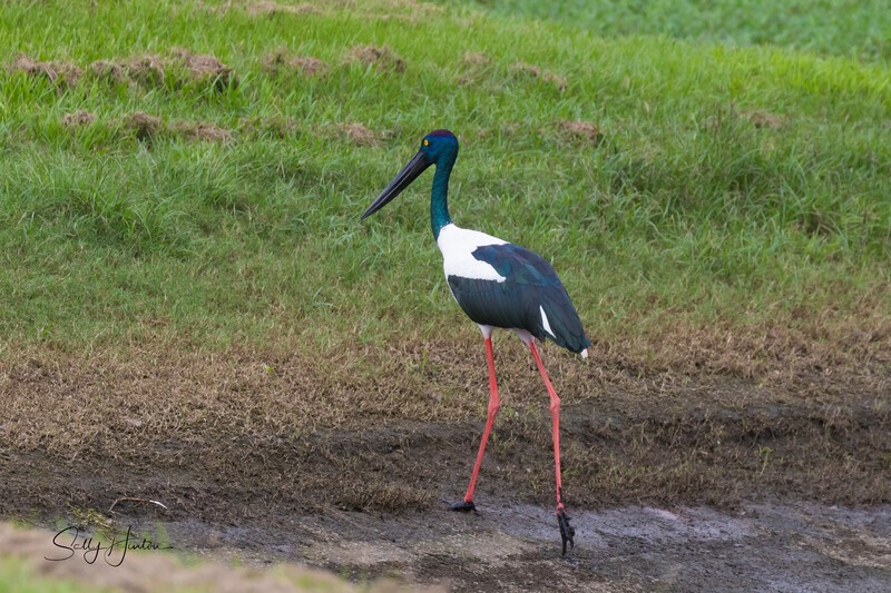 Jabiru female 2. 0A3A6789 - Jabiru