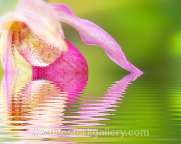 Brasilian Orchid Reflection - Digital Art