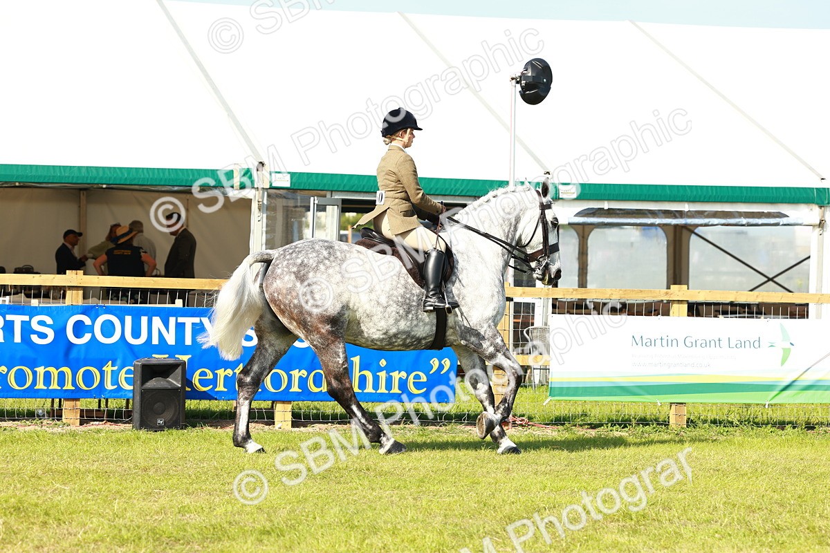 SBM_11762 - Class 66-69 - RIHS Ridden Hunters Inc Small Hunter