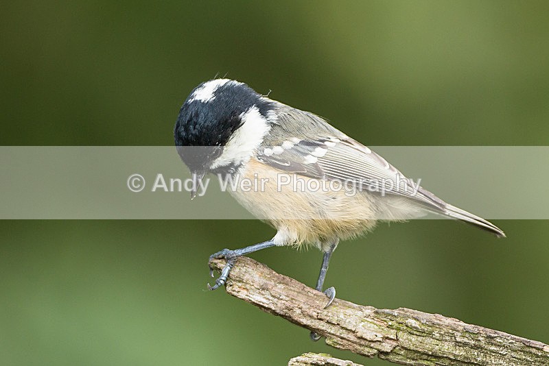 20130825-3K8A5631 - Coat Tit