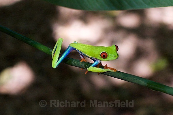  - Costa Rica