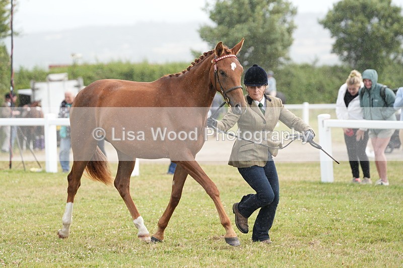 DSC06196 - Class 54: Hunter/Riding Horse/Hack 1 & 2 yr olds