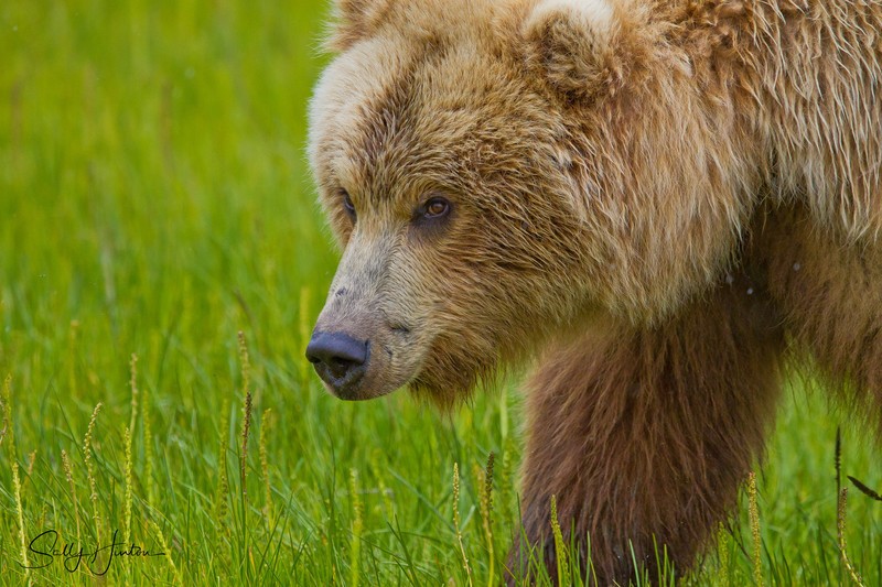 Bear Close-up