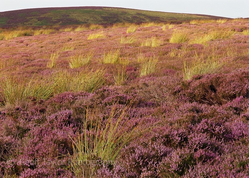 Heather and Grass II - The Long Mynd