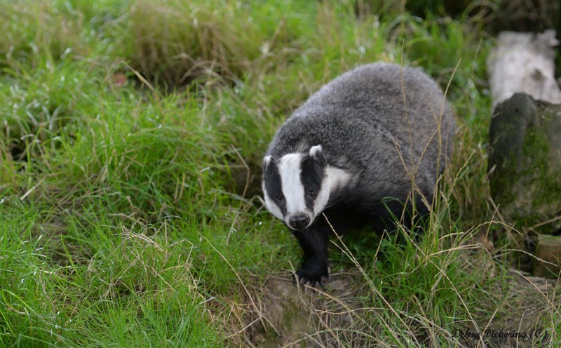 Badger - Wildlife
