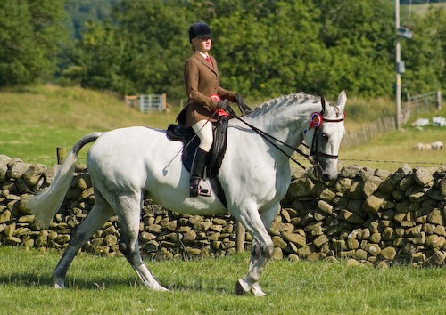 154 - Moniaive Horse Show 2008