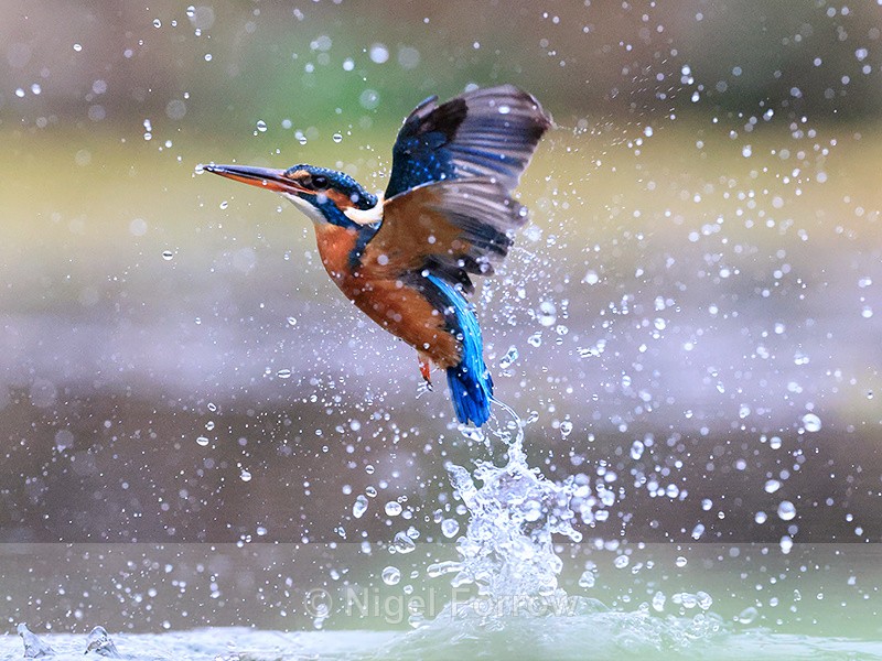 Kingfisher flies vertically from water after unsuccessful dive - Kingfisher