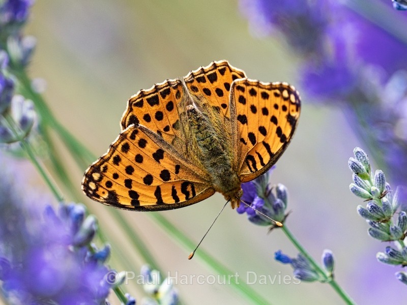 Queen of Spain fritillary (Isoria lathonia) ♀ - Insects, Spiders and other Animals