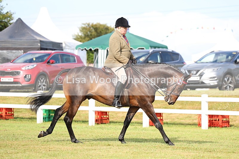 3E7A8197 - Class 2: Rising Star Large Hack/Riding Horse
