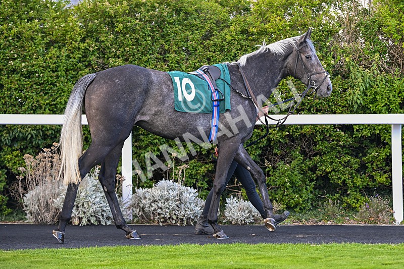 080926-Race 6-Shes A Goldigger-2968 - Race 6 4.46pm Download The Raceday Ready App Handicap
