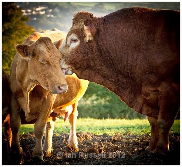 The Lick - Other Images