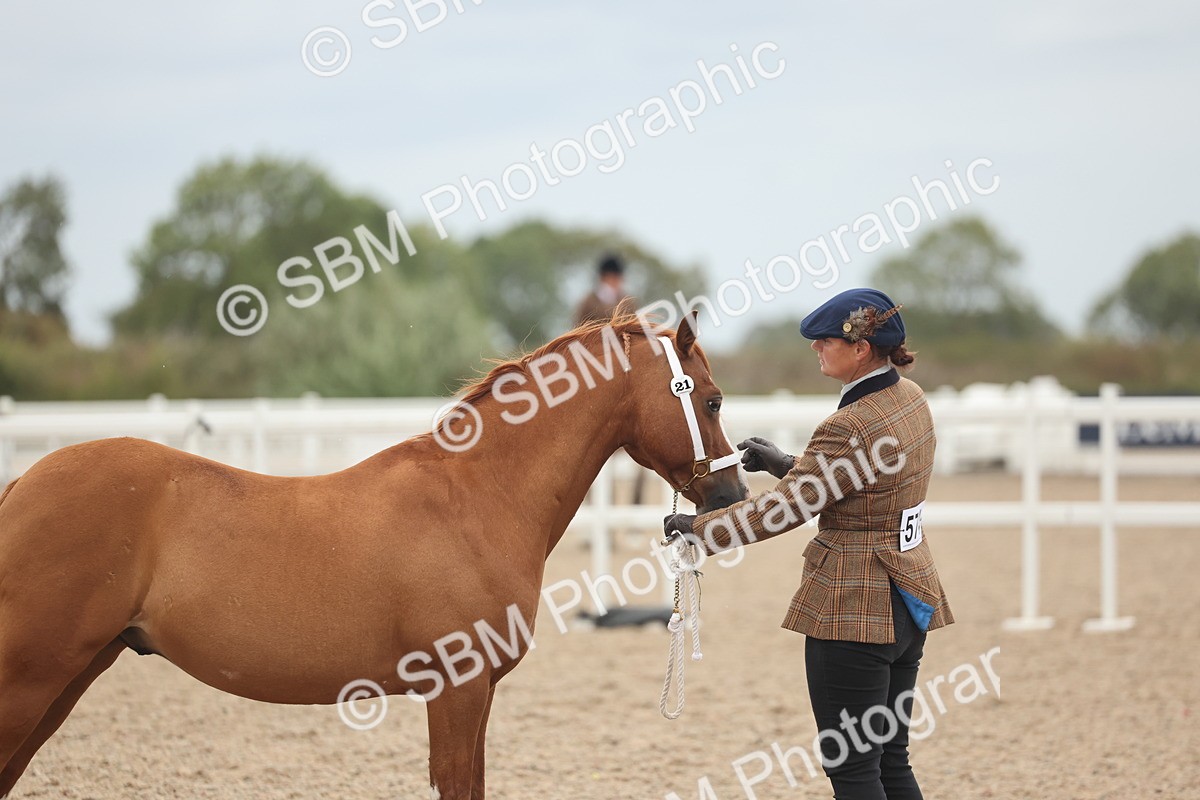 SBM_19332 - Class 317 - IH Pure Bred Horse-Pony