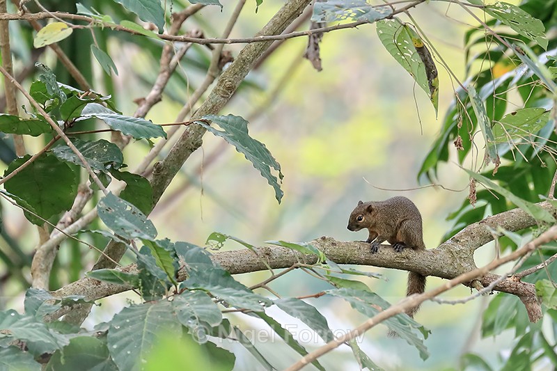Plantain Squirrel resting on branch, Ubud, Bali - Squirrel